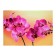 Picture on the canvas "Pink Orchid" 50*70 cm
