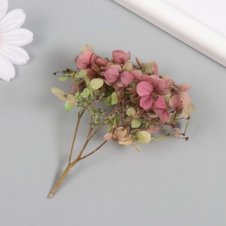 Sukhotzet "hydrangea" green-red h = 6-6.5 cm-1