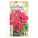 Flower seeds Pelargonium "Danser Dip Rose", zonal, this. ALT, c/n, 4 pcs