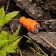 Direct moisture -proof plug, c/s, 16 a, ip44, orange rubber rexant
