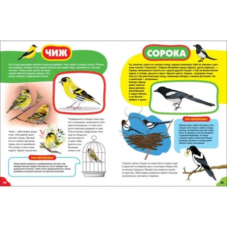 Birds for kids-4