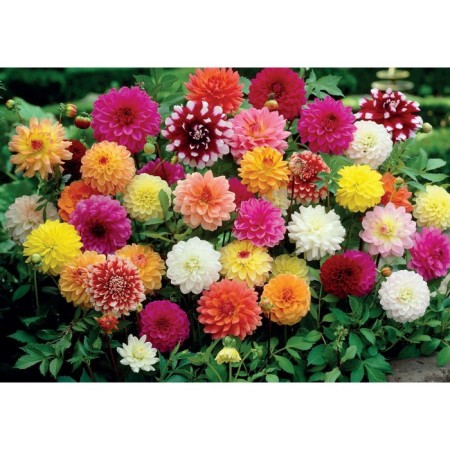 Seeds of Georgin flower "Cherevichka" 0.1 g