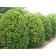 TISS Medium "Hicky", P9, 1pc, h 3-20 cm, summer 2024