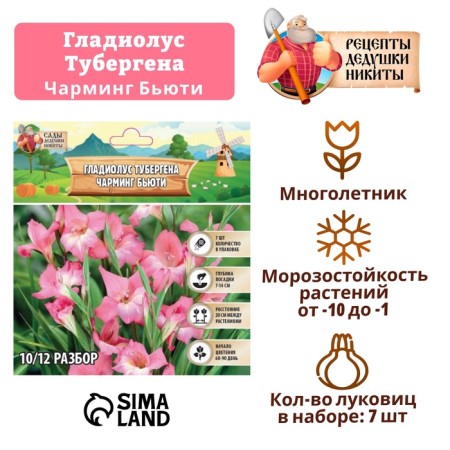 Gladiolus Tubergen "Charming Beauty", district 10/12, 7 pcs,