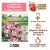 Gladiolus Tubergen "Charming Beauty", district 10/12, 7 pcs,