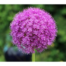 Onion decorative gladiator, 18/20 rr, 1 pc, 125 h (cm), autumn 2024