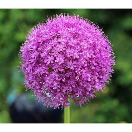 Onion decorative gladiator, 18/20 rr, 1 pc, 125 h (cm), autumn 2024