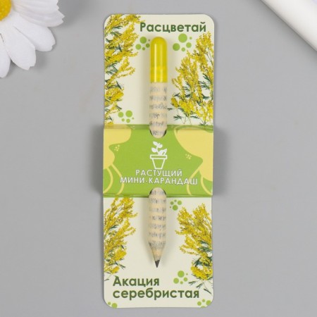 Growing gift pencils mini bloom "Silver acacia"