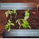 Set for seedlings: plastic inserts on 16 cells, 130 ml, plastic black pallet, 26.5 × 26.5 × 3 cm