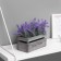Bonsai "Lavender in the box" 8x16.5x15 cm, mix