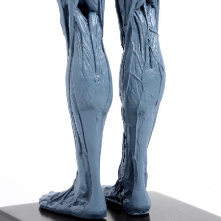 Model "Human Body" 29cm-10