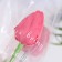 Soap tulip, fuchsia