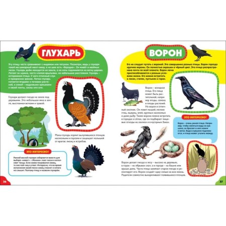 Birds for kids-5