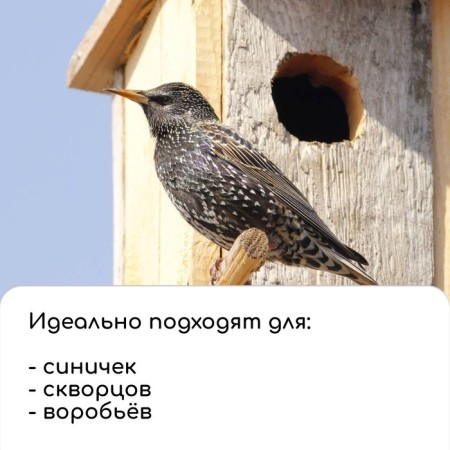 Birdland, 20 × 25 × 39 cm, with a bird feeder, Greengo-6