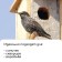 Birdland, 20 × 25 × 39 cm, with a bird feeder, Greengo