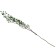 Dry flowers “Molokhay Mile”, 25 g, length - 70 cm, green color