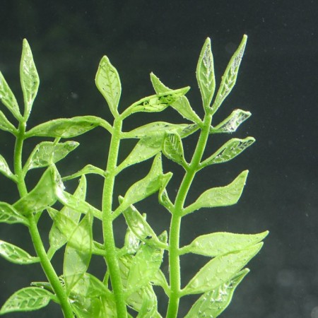 Silicone aquarium plant, glowing in the dark, 8 x 15 cm, green-2