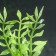 Silicone aquarium plant, glowing in the dark, 8 x 15 cm, green