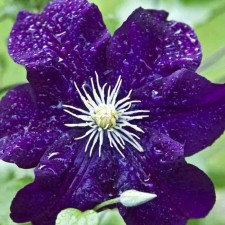 Clematis large-flowered Warsaw Nike, C2 pot, N20-40 height, 1 pc, summer 2024