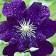Clematis large-flowered Warsaw Nike, C2 pot, N20-40 height, 1 pc, summer 2024