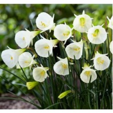 Narcissus Branducous White Petticoat, 6/8 rr, 5 pcs, 10-15 h (cm), autumn 2024