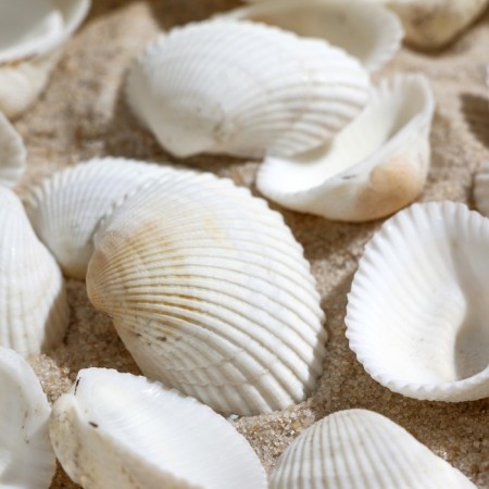 Set of shells, cardium elongatum, size 2.5 - 3.5 cm, 100 g-2