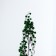 Dry flowers “Molokhay Mile”, 25 g, length - 70 cm, green color