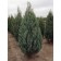 Juniper Rock "Skyroacroit", P9, 1pc, h 3-20 cm, summer 2024