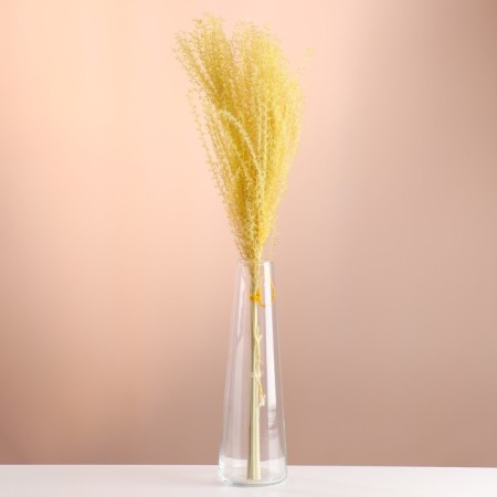 Set of dried flowers "Miscantus", banch 3-5 pcs, length 60 (+/- 6 cm), yellow