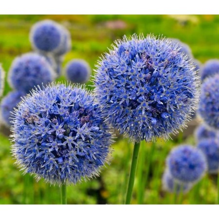 Decorative blue onion, 4/5 rr, 10 pcs, 80-100 h (cm), autumn 2024