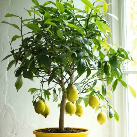 Citrus "Limonella (Laimkvat)", tube, 1 pc, spring 2025