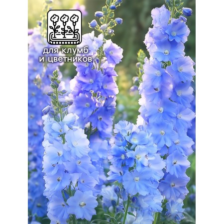Flower seeds Dolphinium "Moning Light F1", 3 pcs-2