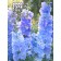 Flower seeds Dolphinium "Moning Light F1", 3 pcs