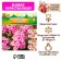 Flox "Herbstick" rr I, 2 pcs,