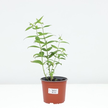 Flox panicular dragon, pot C2, 1 pc, summer 2024-2