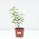 Flox panicular dragon, pot C2, 1 pc, summer 2024