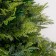 Christmas tree "Elite tradition" 180 cm D of the lower tier 125 cm 800 branches
