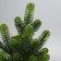 Figure LED “needles” 28 x 20 x 20 cm, 10 LED, AG13X3 batteries (complete), glow warm white