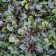 Tenage creeping atropurpurea, p9 pot, H10-50 height, 1 pc, summer 2024