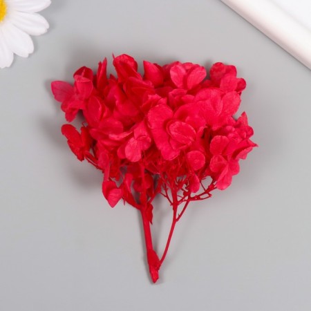 Sukhotzet "hydrangea" red h = 6-6.5 cm