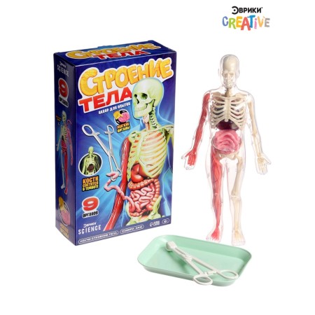 A set for experiments on the anatomy "body structure", glows in the dark, with soft organs