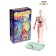 A set for experiments on the anatomy "body structure", glows in the dark, with soft organs