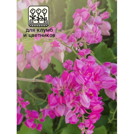 Antigonon "Liana of Love", 5 pcs.-2