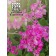 Antigonon "Liana of Love", 5 pcs.