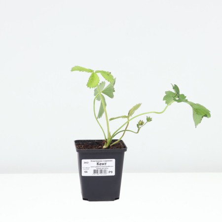 Strawberry Garden Kent, P9 Pot, 1 pc, Summer 2024-2