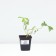Strawberry Garden Kent, P9 Pot, 1 pc, Summer 2024