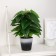 Bonsai in the pot "Philodendron Ostrophy" 7x23 cm
