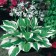 Khosta Fordun Patriot, C5 pot, H10-50 height, 1 pc, summer 2024
