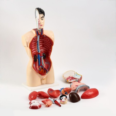 Model "Torsok" 80 cm-6