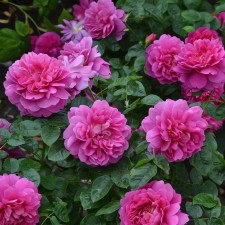 Seedling rose 